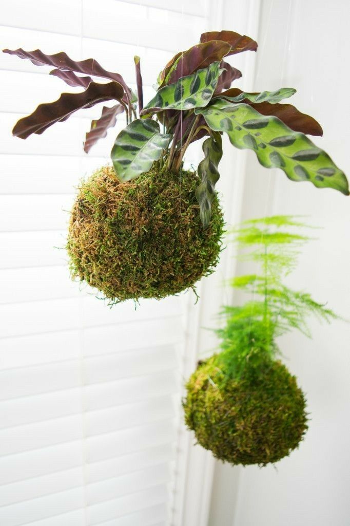 Kokedama Colgante Calathea
