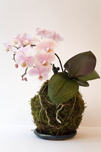 Orquídea en Kokedama